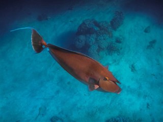 Tokelau vejrudsigt