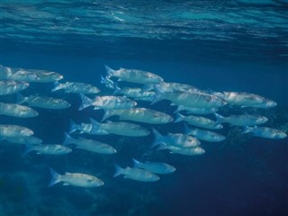 Tokelau hava tahmini