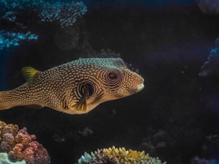 Tokelau prévisions météorologiques