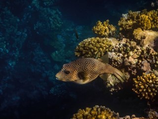 Tokelau hava tahmini