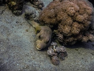 Tokelau hava tahmini