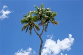 Tonga hava tahmini