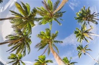 Tonga hava tahmini