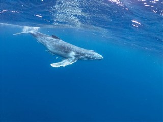 Tonga vejrudsigt