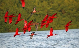 Trinidad ve Tobago hava tahmini