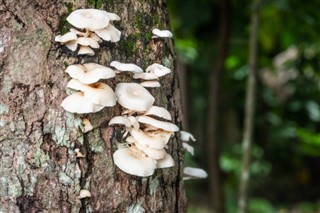 Trinidad ve Tobago hava tahmini