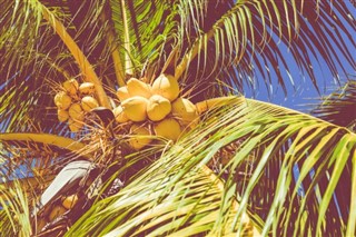Trinidad og Tobago vejrudsigt