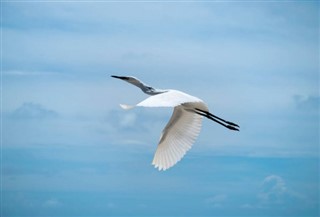 Turks ve Caicos Adaları hava tahmini