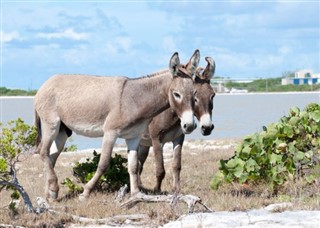Turks ve Caicos Adaları hava tahmini