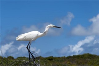 Turks ve Caicos Adaları hava tahmini