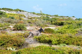 Turks ve Caicos Adaları hava tahmini