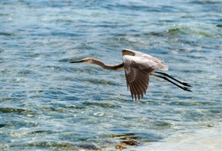 Turks ve Caicos Adaları hava tahmini