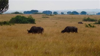 Uganda vejrudsigt