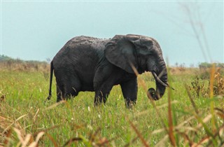 Uganda pronóstico del tiempo