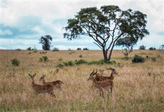 Uganda hava tahmini