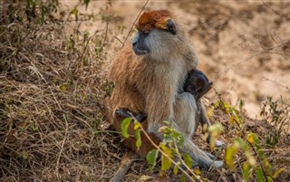 Uganda hava tahmini