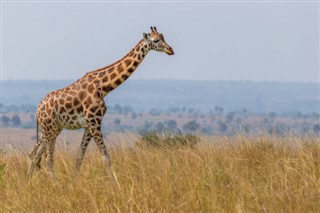 Uganda hava tahmini
