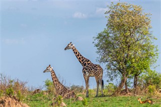 Uganda hava tahmini