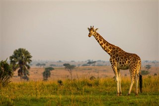 Uganda vejrudsigt
