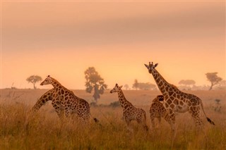 Uganda vejrudsigt