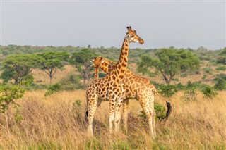Uganda időjárás-jelentés