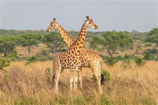 Uganda vejrudsigt