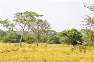 Uganda Hava tahmini