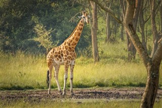 Ouganda prévisions météorologiques