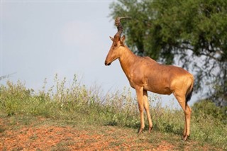 Uganda hava tahmini