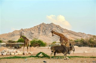 Birleşik Arap Emirlikleri hava tahmini