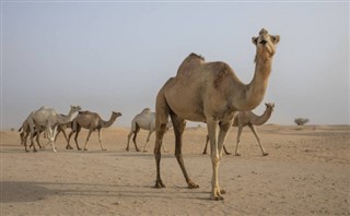 Birleşik Arap Emirlikleri hava tahmini