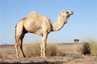 Forenede Arabiske Emirater vejrudsigt