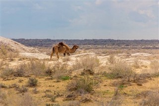 Özbekistan hava tahmini