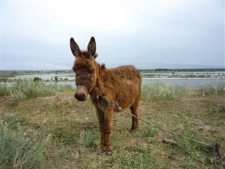 Usbekistan vejrudsigt