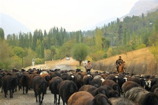 Özbekistan Hava tahmini
