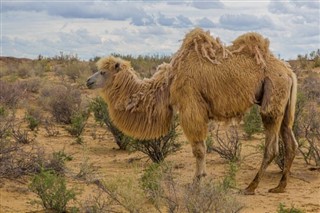 Usbekistan vejrudsigt