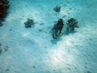 Vanuatu vejrudsigt