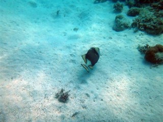 Vanuatu vejrudsigt