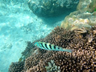 Vanuatu hava tahmini