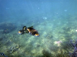 Vanuatu Hava tahmini