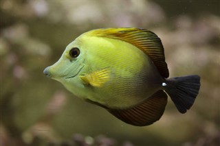 Wallis ve Futuna hava tahmini