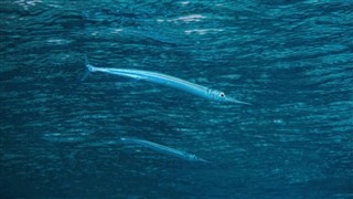 Wallis ve Futuna hava tahmini