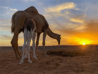 Sahara occidental prévisions météorologiques