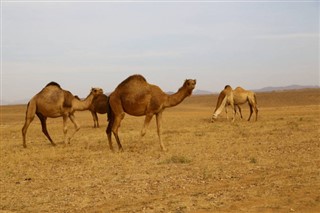 Sahara occidental prévisions météorologiques