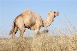 Sahara occidental prévisions météorologiques