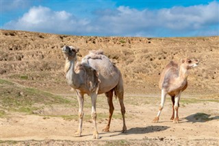 Yemen Hava tahmini