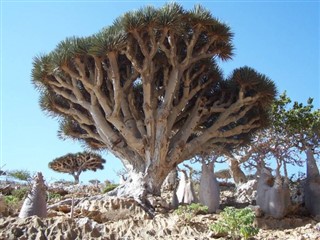 Yemen vejrudsigt
