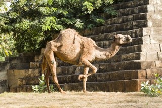 Yemen hava tahmini