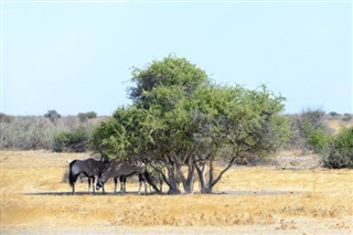 Zambiya hava tahmini