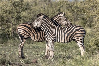 Zambia vejrudsigt